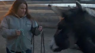 How to catch a wild donkey