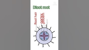 dicot root