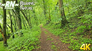 Летний Дождь в Лесу - Мягкий Звук Дождя для Сна - Настоящий Лес 4К для Расслабления и Отдыха