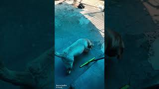 Charu Didi k Ajobo-Garib showk hai bhaiya |Paws and Feet| #dailyvlog #shorts #rottweiler #dogvideos
