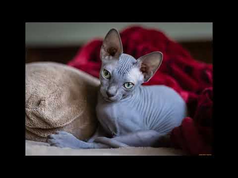 Породы кошек которые не линяют.