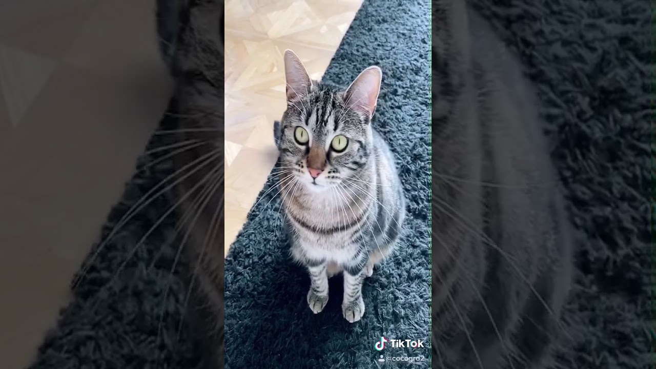 Mon Chat Qui Chante Avec Moi Youtube