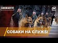 Собаки на службі, Конфлікти