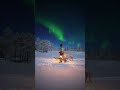 Walking With The Reindeer In The Middle Of Snowy Trees With Northern Lights Is Pure Magic Finland 