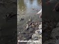 鎌倉 борьба за хлеб Камакура #япония #жизньвяпонии #путешествия #shorts