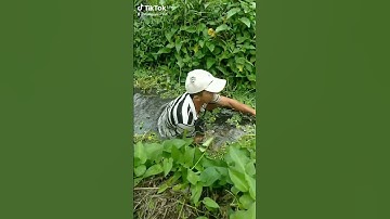 ốc bươu đen luộc chấm cơm mẻ hết sải