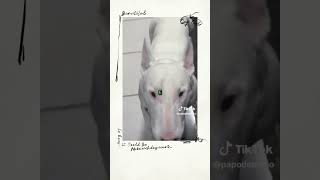 Conhece O Bull Terrier ?