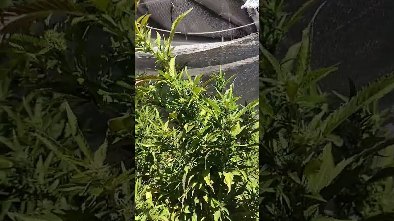 outdoor bud plant