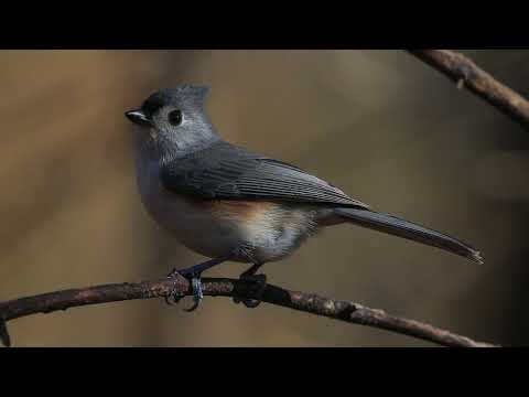 Клептотрихия: Когда Птицы Крадут Материал для Гнезд у Домашнего Скота