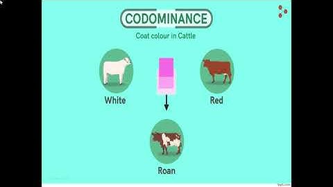 Week 6 Lecture Chapter 4: Deviation From Mendelian Genetic