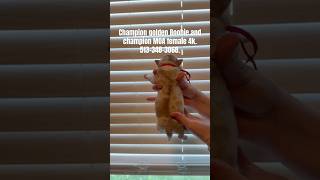 American bully puppy#dog#dogs#puppies#merlebully#americanbully#reels#pet#pets#pitbull#merle#virtual