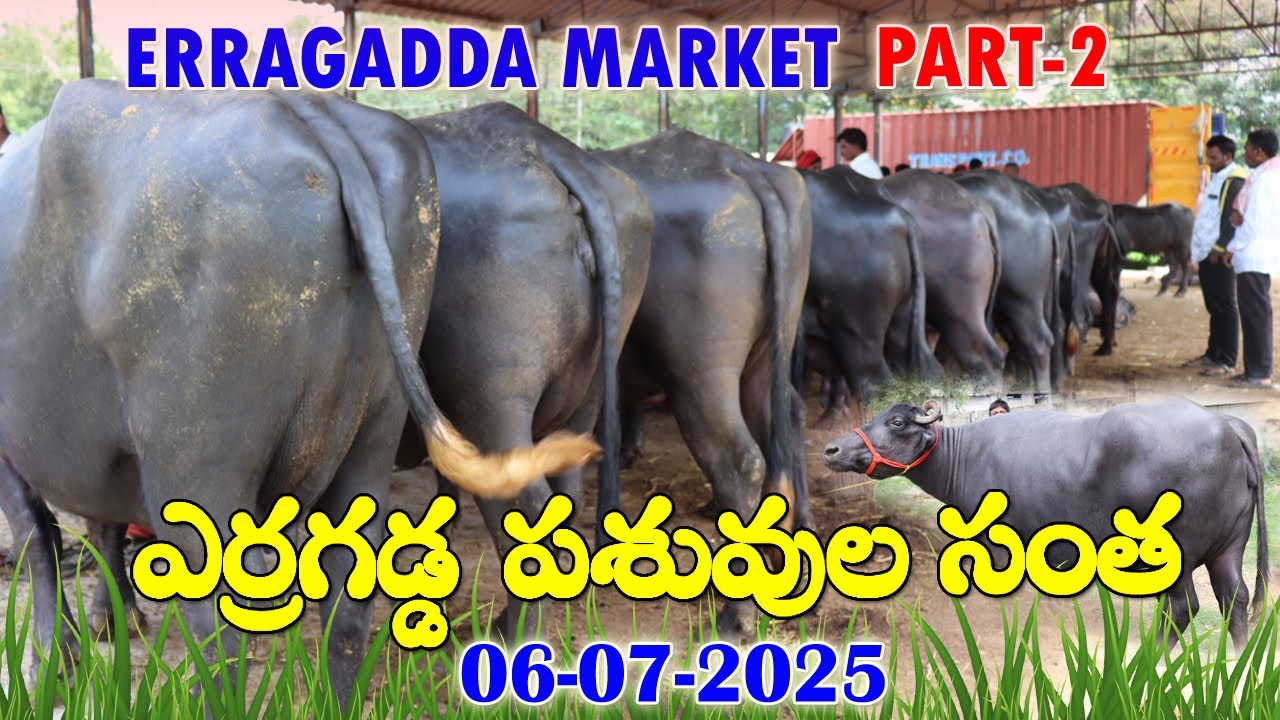 Erragadda Buffalo Market PART-2 | ఎర్రగడ్డ సంత లో సూడి గేదెల ధరలు? Erragadda Cattle Market