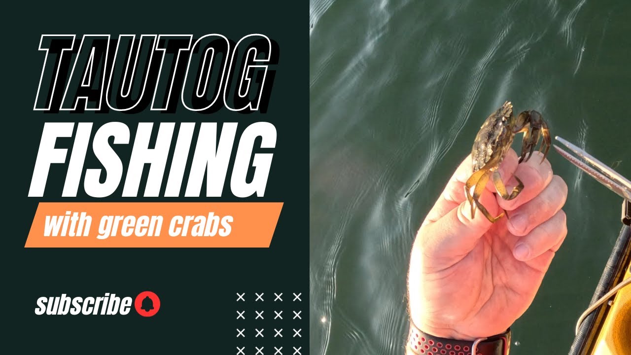 Kayak Fishing for Tautog with Green Crabs in the Long Island Sound