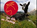 Cabras lecheras en Guatemala y quesos de cabra - Un día en la granja de Pachioj