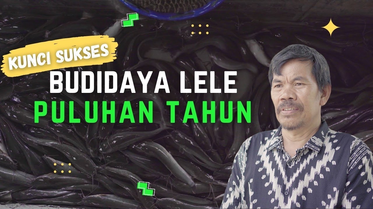 Kunci Sukses Budidaya Lele Puluhan Tahun