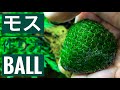 【アクアリウム】ウィローモス苔玉ボールの作り方…ウォーターフェザー使用　moss ball / the fish aquarium / planted tank