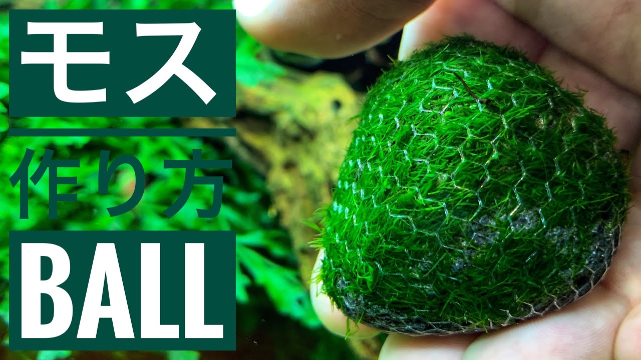 アクアリウム ウィローモス苔玉ボールの作り方 ウォーターフェザー使用 Moss Ball The Fish Aquarium Planted Tank Youtube