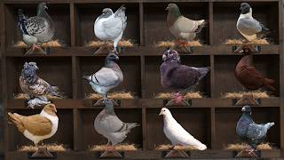 Top 10 Giant Pigeon Breeds for Meat Production #Squab #Pigeons