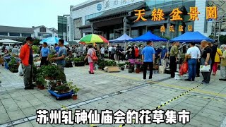 逛苏州轧神仙花草集市看看苏州普通百姓喜欢养什么样的花草盆景