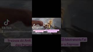 Passeio canino de Maneira certa, Calma, Firmeza,  Anti Fuga de Portões, Boa Viagem/ PE by Adestramento Fiel Soluções Caninas 2 views 1 month ago 1 minute, 31 seconds