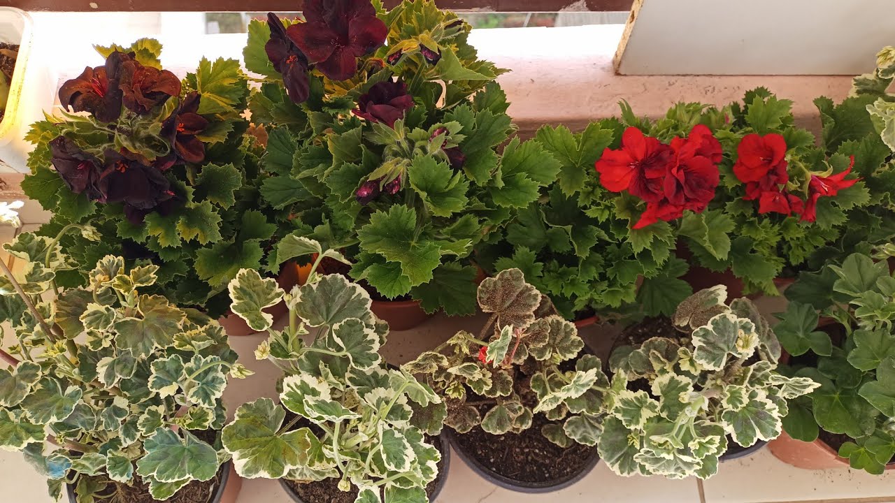 Yeni tür çiçekler aldım🌺Çicek dostlarıma çiçek kargosu mutlaka izleyin 💐