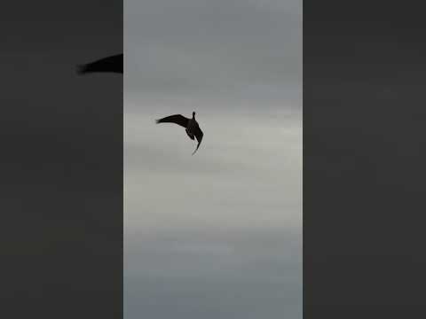 Single Goose Gets
