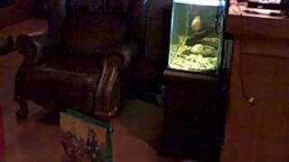 Christmass 2011 vids 043.AVI