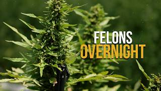 How One Change Can Turn Farmers Into Felons Virginia s New Hemp Law