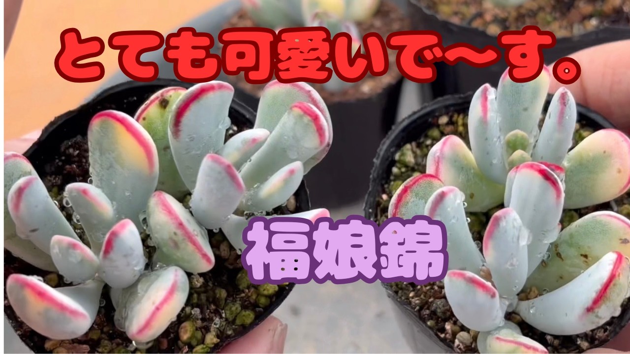 多肉植物）福娘錦可愛い❤️色合いです😀 - YouTube