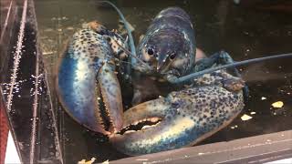 Rare 'One in Two Million' Blue Lobster Discovered in Cape Cod Restaurant
