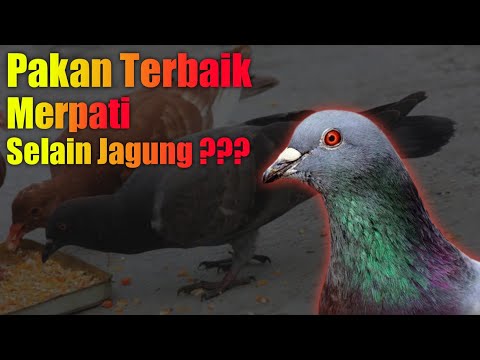 Video: Apa yang merpati makan?