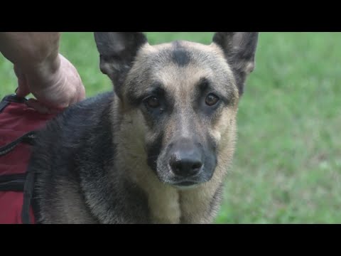 Vidéo: Pet Food Stamps aide les parents à mettre de la nourriture dans le bol