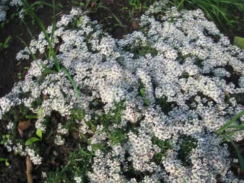 Астра Вересковая Почвопокровная Купить В Москве