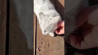 I Think This Beautiful Princess Was Thrown Out When She Was A House Catcat white  animal love