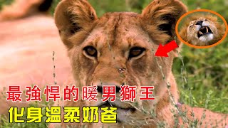非洲草原最強悍的暖男獅王，對內溫柔奶爸，對外大殺四方!