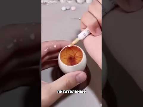ОН ВЫРАСТИЛ ЦЫПЛЕНКА БЕЗ СКОРЛУПЫ! 🐣 #shorts