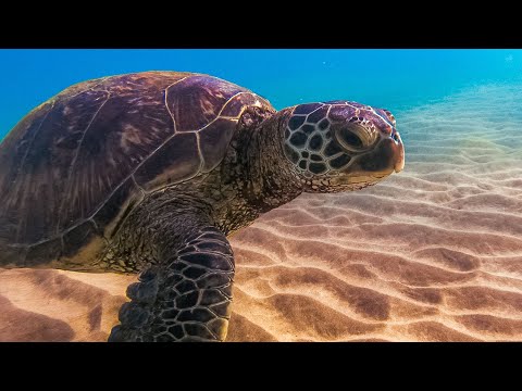 5 Crazy Facts about Hawaiian Green Sea Turtles (Honu)