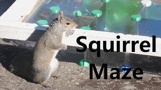 Can squirrel solve a maze ChatGPT says ...