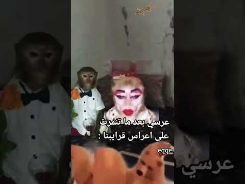 خالد قاعد على الكرسي اكسبلور تحشيش سادس علمي كوميديات 2025 لايك شعر قصايد بكالوريا 