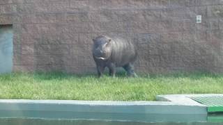 Pygmy Hippo - Ppg Zoo