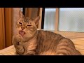 ずっと見ていられる猫の毛づくろい(グルーミング)