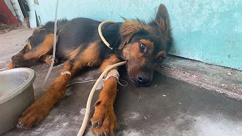 不放弃为犬瘟狗狗治疗，即使每天治疗花费巨大，也要咬牙坚持下去 - 天天要闻