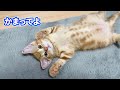 へそ天で甘えてくる子猫が可愛いすぎる