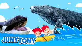 Whale, Whale, Whale… Look Who It Is! | Orca, Blue whale, Sperm whale | Animal Songs | JunyTony