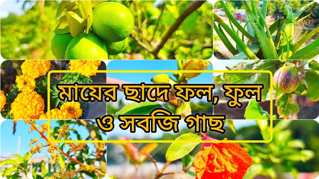 মায়ের ছাদে ফল, ফুল ও সবজি গাছ