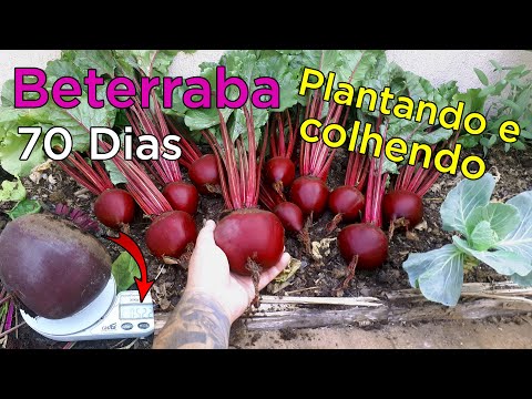 Vídeo: Como você cultiva beterraba a partir de bulbos?