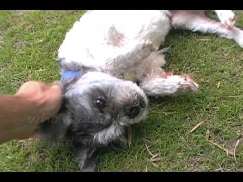 puppy paradise See how lucky Lucky is at Helen Woodward Animal Center