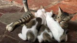 Poor Mother Cat Feed Her 4Kids