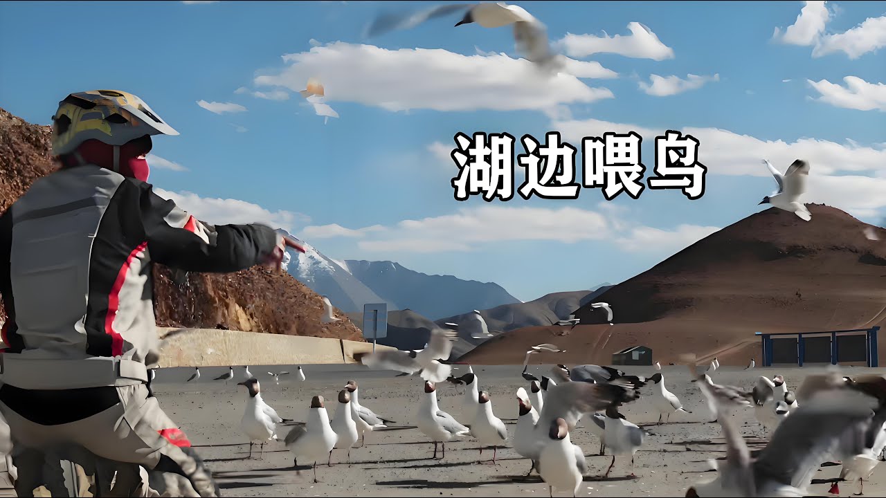 穷游兄弟露宿班公湖边境，欣赏着棕头鸥赏着美景，还有好吃的苦瓜炒蛋太幸福了！【云游兄弟】