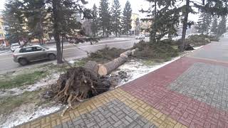 Штормовой ветер в городе Барнауле вырвал полувековые деревья.